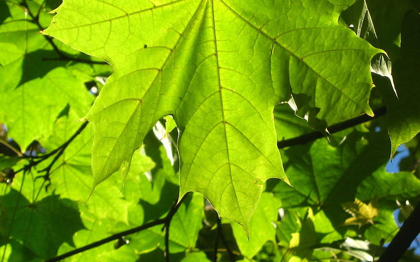자연, 시트, 잎, 정맥 HD 월페이퍼