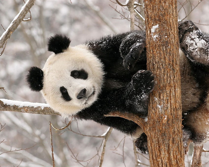 Panda bears. Panda Bear Winter Snow HD wallpaper | Pxfuel