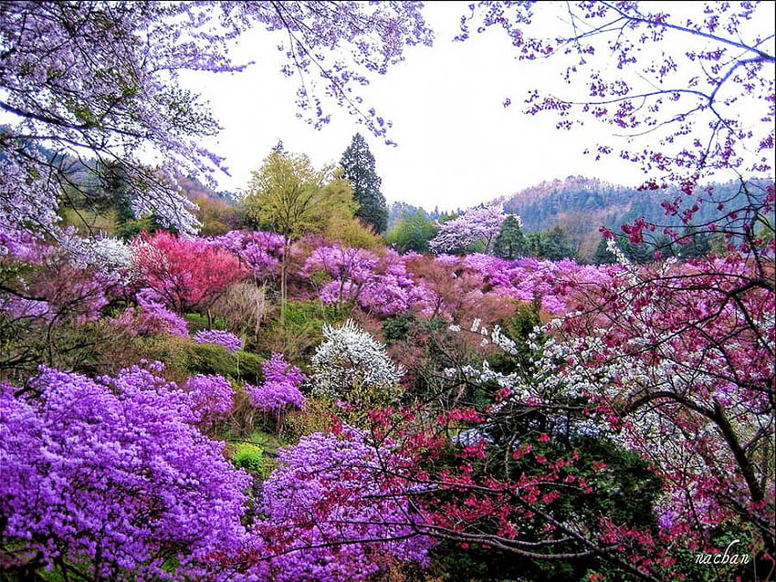 봄의 색, 색상, 자연, 꽃, 봄 HD 월페이퍼