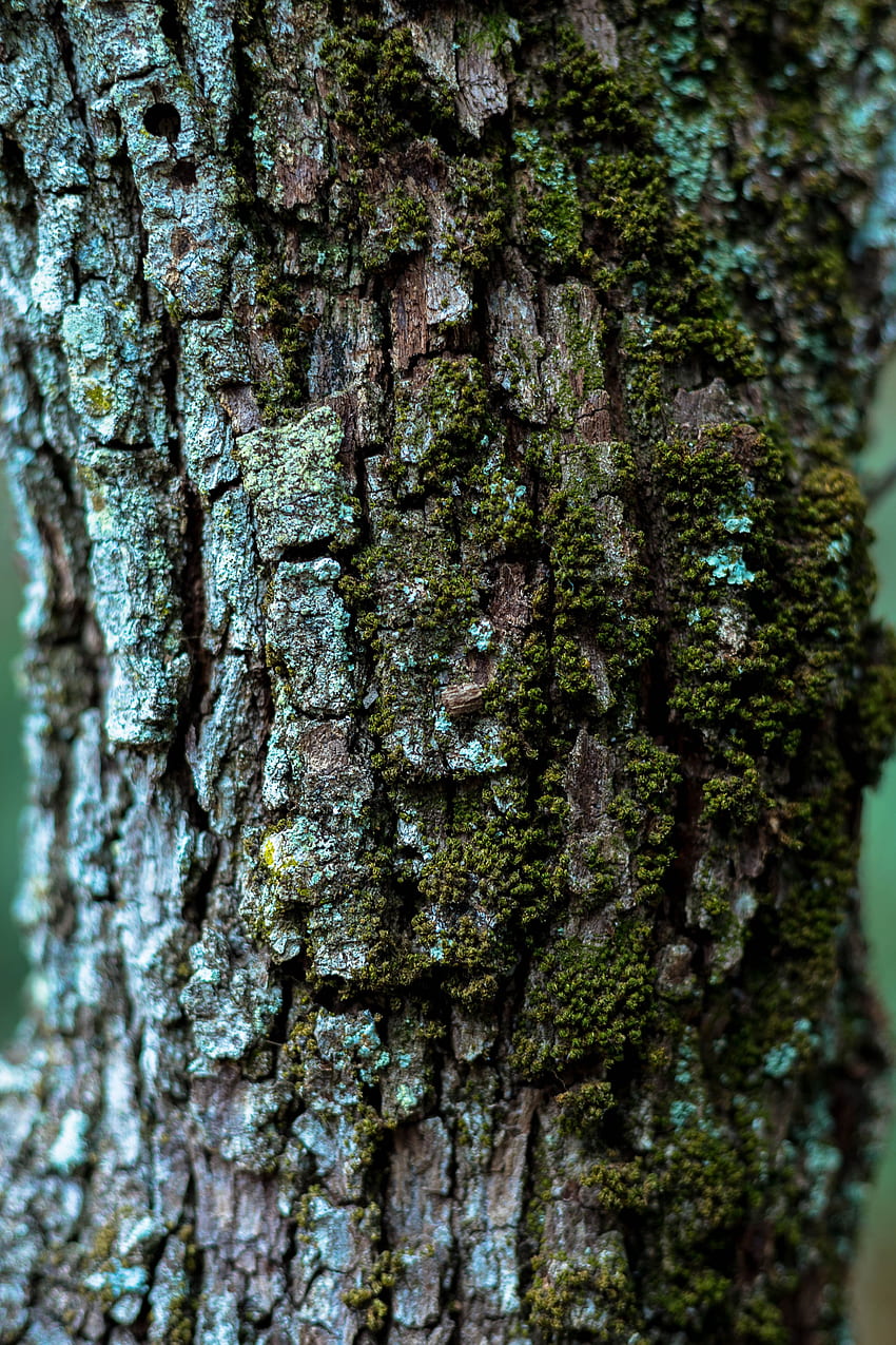 Macro, Wood, Tree, Moss, Bark, Trunk HD phone wallpaper