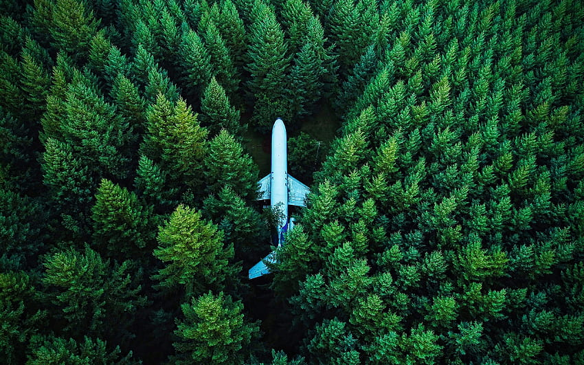 pemandangan udara,, pesawat di hutan, musim panas, alam yang indah, pesawat, R, hutan Wallpaper HD