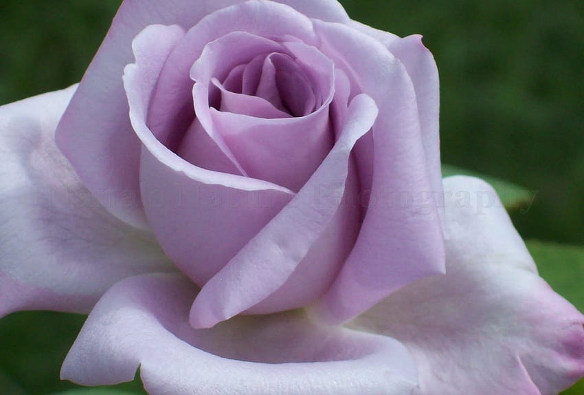 Цвете: Светло лилаво Роза Сенки Венчелистчета Природа Слоеве Японски, Японски рози HD тапет