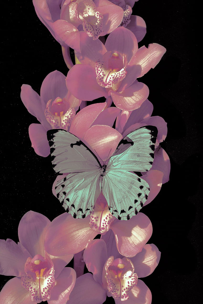 Grafiker Spotlight: Xuebing Du. Schmetterling iphone, Schmetterling, Kunst, psychedelischer Schmetterling HD-Handy-Hintergrundbild