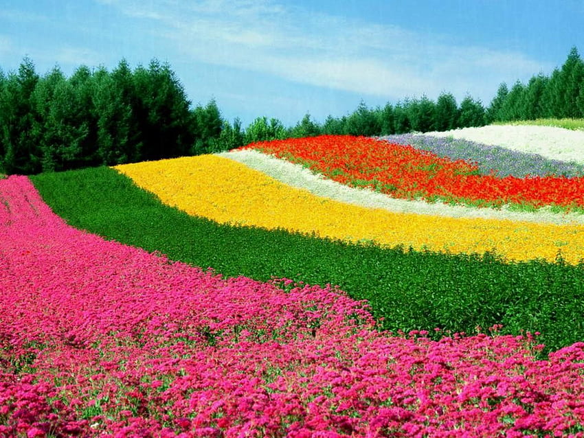 Il fiore più bello Sweet Flowers Delights World Colour, i fiori più belli del mondo Sfondo HD