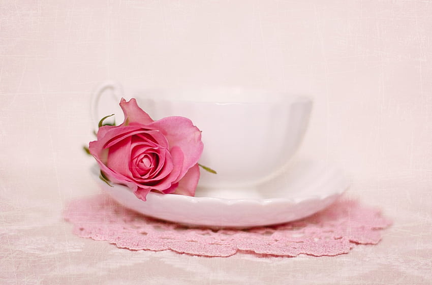 Cup Of Rose Untuk Andonia, mawar, merah muda, bunga, lembut, cangkir Wallpaper HD