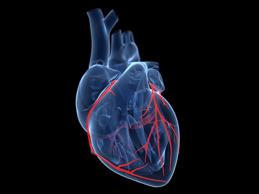 Google celuje w Moonshot o wartości 50 milionów dolarów na leczenie chorób serca, Cardiac Tapeta HD