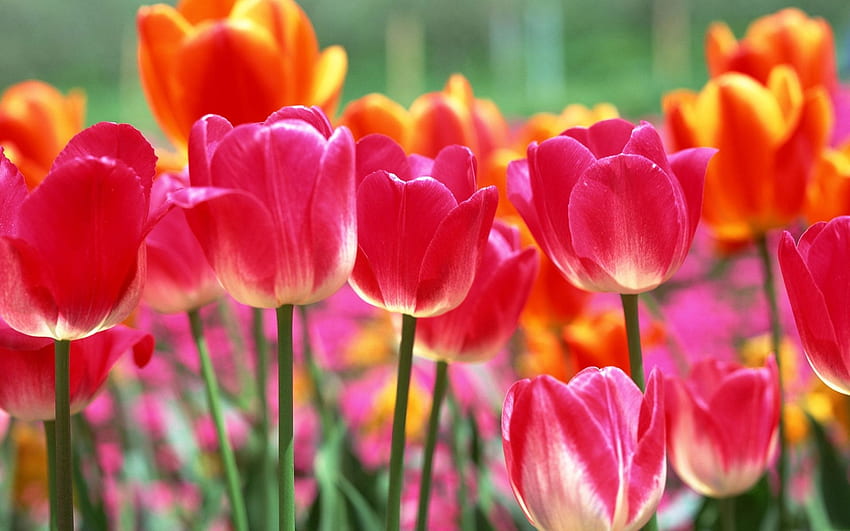 Spring Tulips HD wallpaper | Pxfuel