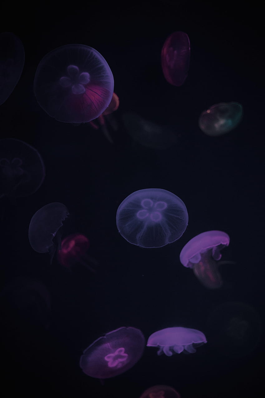 Animals, Jellyfish, Violet, Dark, Purple, Under Water, Underwater HD phone wallpaper