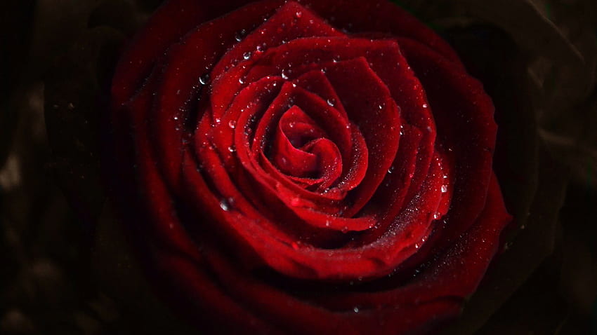 Of Water Drops On Red Rose With Black Background Laptop HD wallpaper