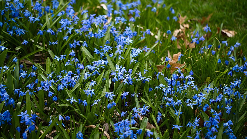 Blaue Scilla-Blumen-Blumenblatt-Grün-Blätter-Rasen-Feld-Blumen HD-Hintergrundbild