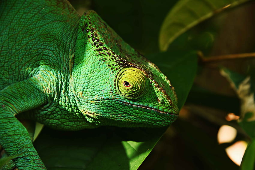 Animals, Lizard, Reptile, Iguana, Eye HD wallpaper