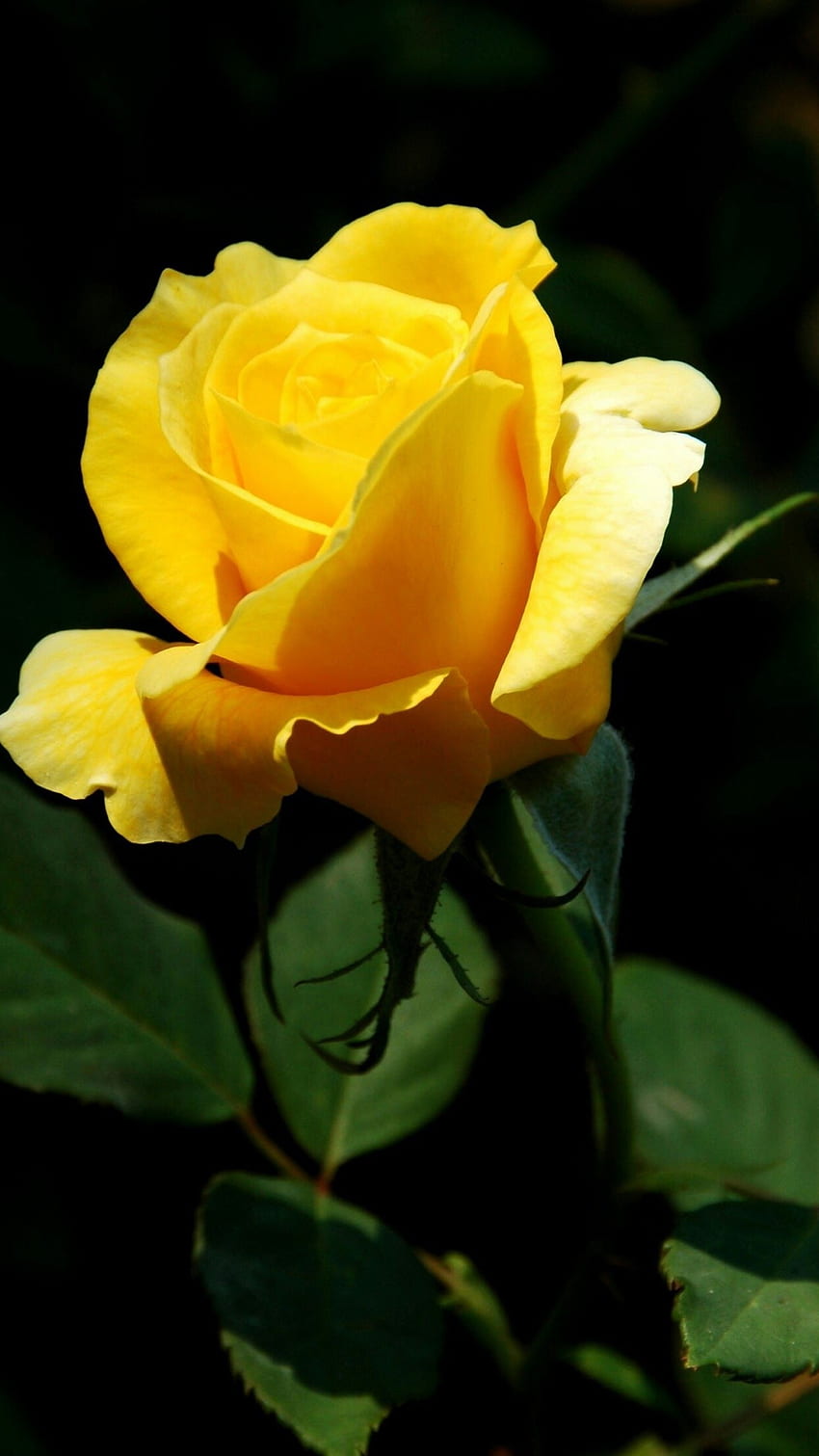 Rosa gialla, bel fiore Rosa gialla Sfondo del telefono HD