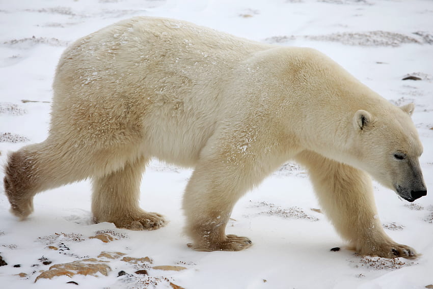 겨울, 눈, 동물, 북극곰 HD 월페이퍼