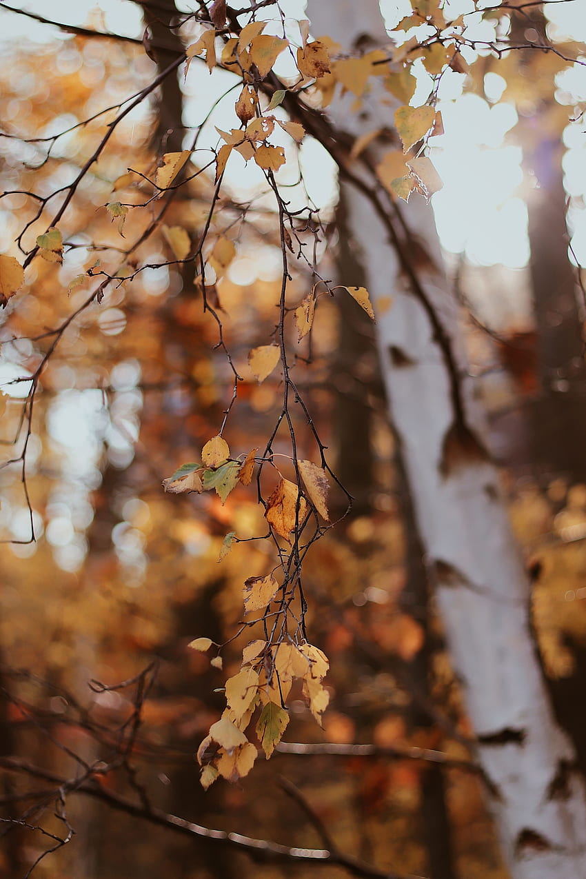 Nature, Leaves, Wood, Tree, Branches, Birch HD phone wallpaper