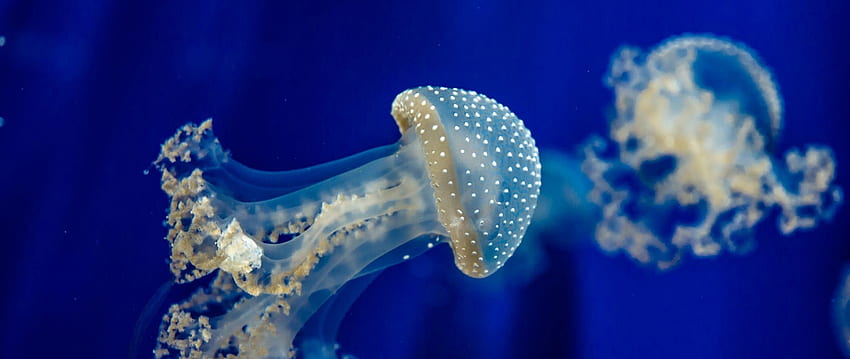 Медуза Море Подводна Риба Син океан, Подводен двоен екран HD тапет