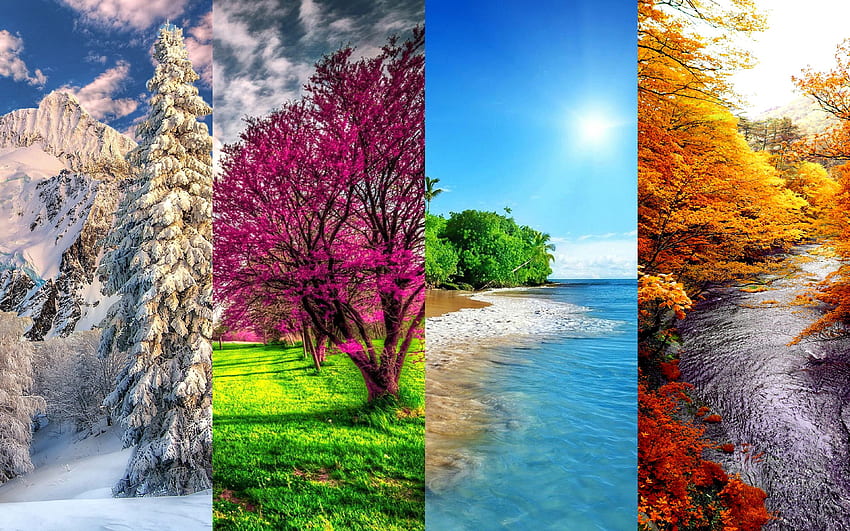 4 ฤดู, ฤดูหนาว, ฤดูใบไม้ผลิ, ฤดูร้อน, ฤดูใบไม้ร่วง, แนวคิดของฤดูกาลที่มีความละเอียด คุณสูง วอลล์เปเปอร์ HD