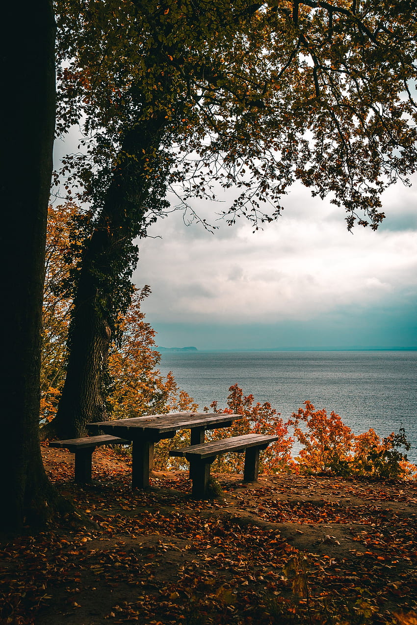 Природа, дървета, есен, море, бряг, банка, маса, листа, пейки HD тапет за телефон