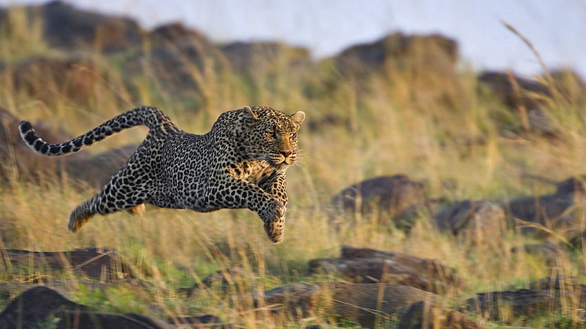 Animales, hierba, leopardo, rebote, salto, caza, caza, huir, correr fondo de pantalla