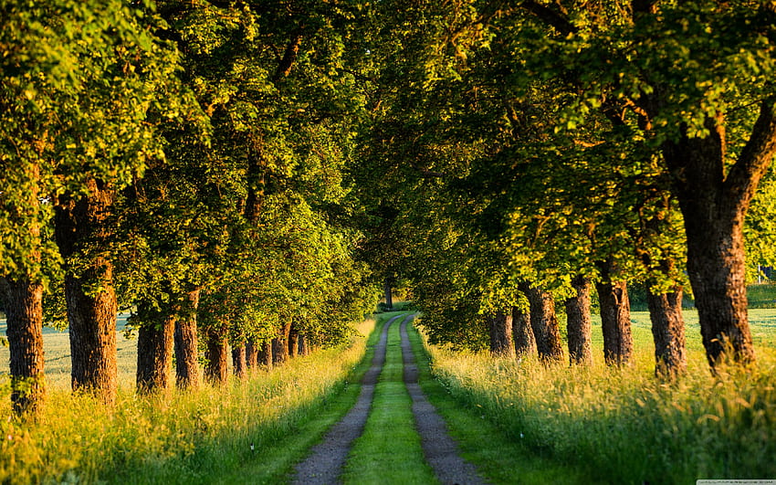 Pxfuel   Desktop   Beautiful Country Road Tree Tunnel Ultra Printed 