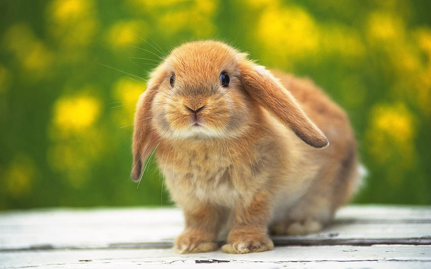 Hayvanlar, Tavşanlar HD duvar kağıdı