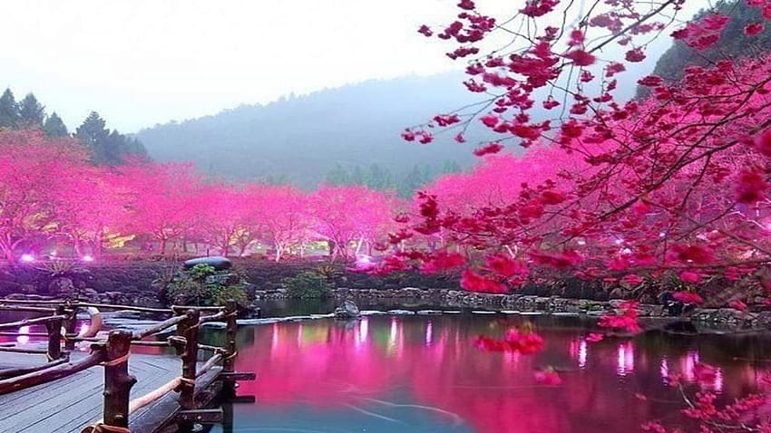 Flor de cerezo japonesa 1920 × 1080, árboles de sakura japoneses fondo de pantalla