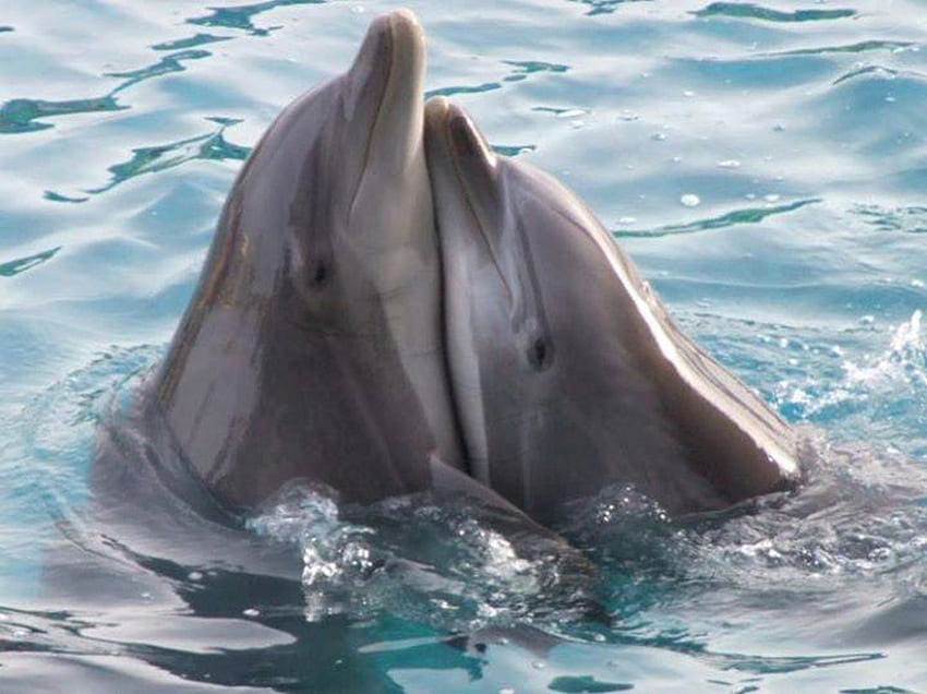 piękne delfiny, zwierzęta, miłość, delfiny, przyroda, piękno Tapeta HD