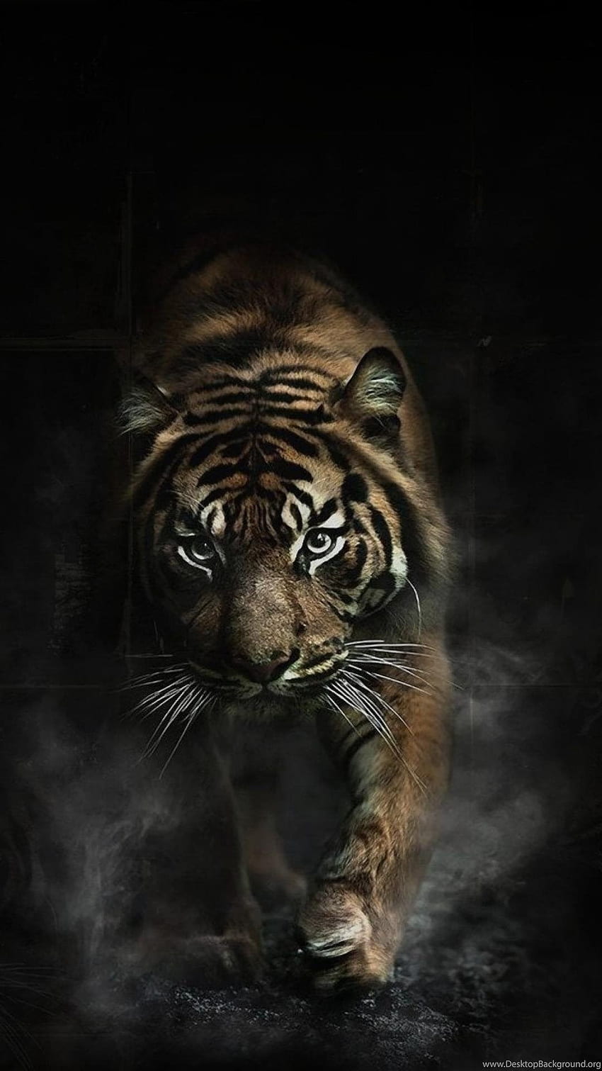Animals Tigers Smoke Dangerous Background HD phone wallpaper | Pxfuel