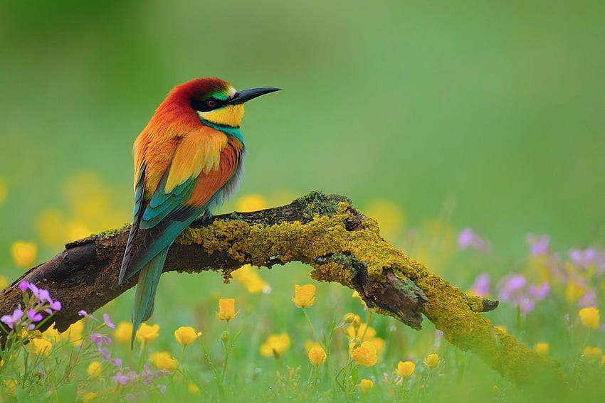 National Geographic Spring Пълен с висока резолюция px 292,31 KB. Птици, домашни любимци, красиви птици HD тапет
