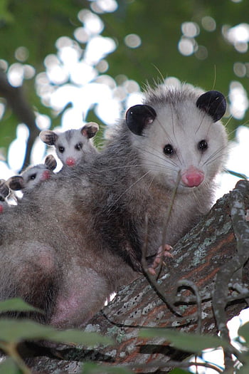 4,751 Cute Possum Royalty-Free Photos and Stock Images | Shutterstock