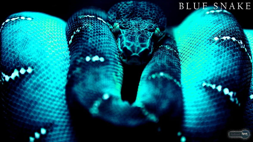 Cool Snake, Beautiful Snake HD wallpaper