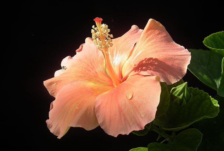 Hibiscus, Orange, Blooming, Flower HD wallpaper | Pxfuel