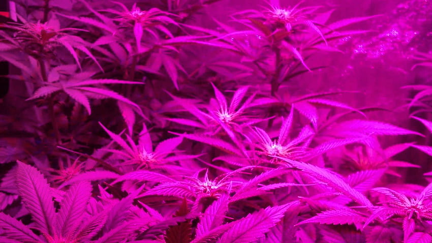 Kusch . Kush, Platin, Purple Weed HD-Hintergrundbild