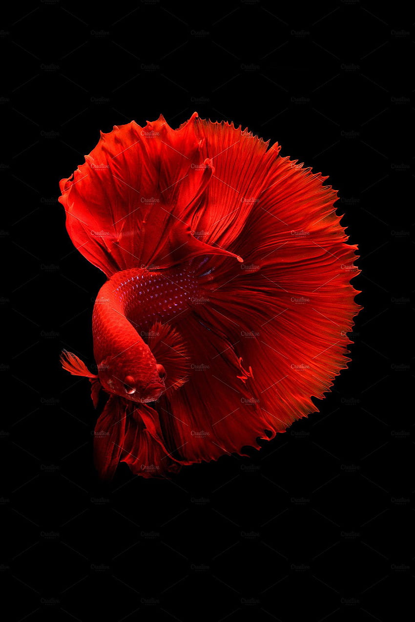 Siamesische Betta-Fische mit isolierten, aquatischen und Drachen. Betta-Aquarium, Fische, Betta-Fischarten, Siamesischer Kampffisch HD-Handy-Hintergrundbild