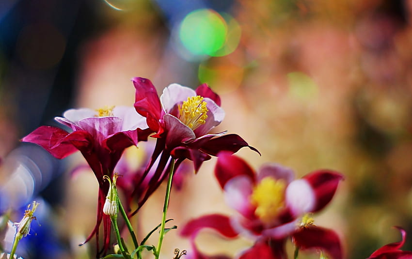 Akelei, Akelei, Kastanienbraun, Akelei, Akelei, Blumen, Natur HD-Hintergrundbild