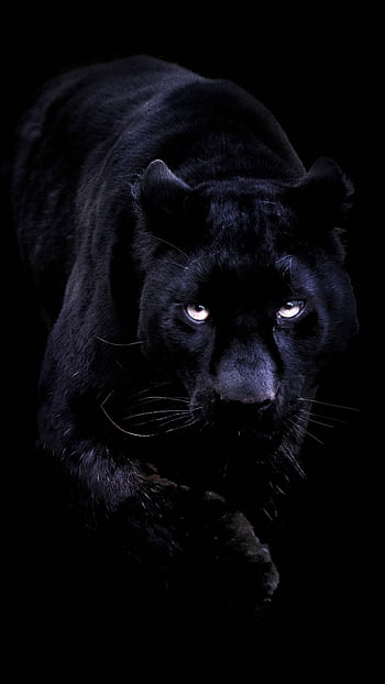 HD wallpaper: black panther digital art, animal themes, animal wildlife,  one animal | Wallpaper Flare
