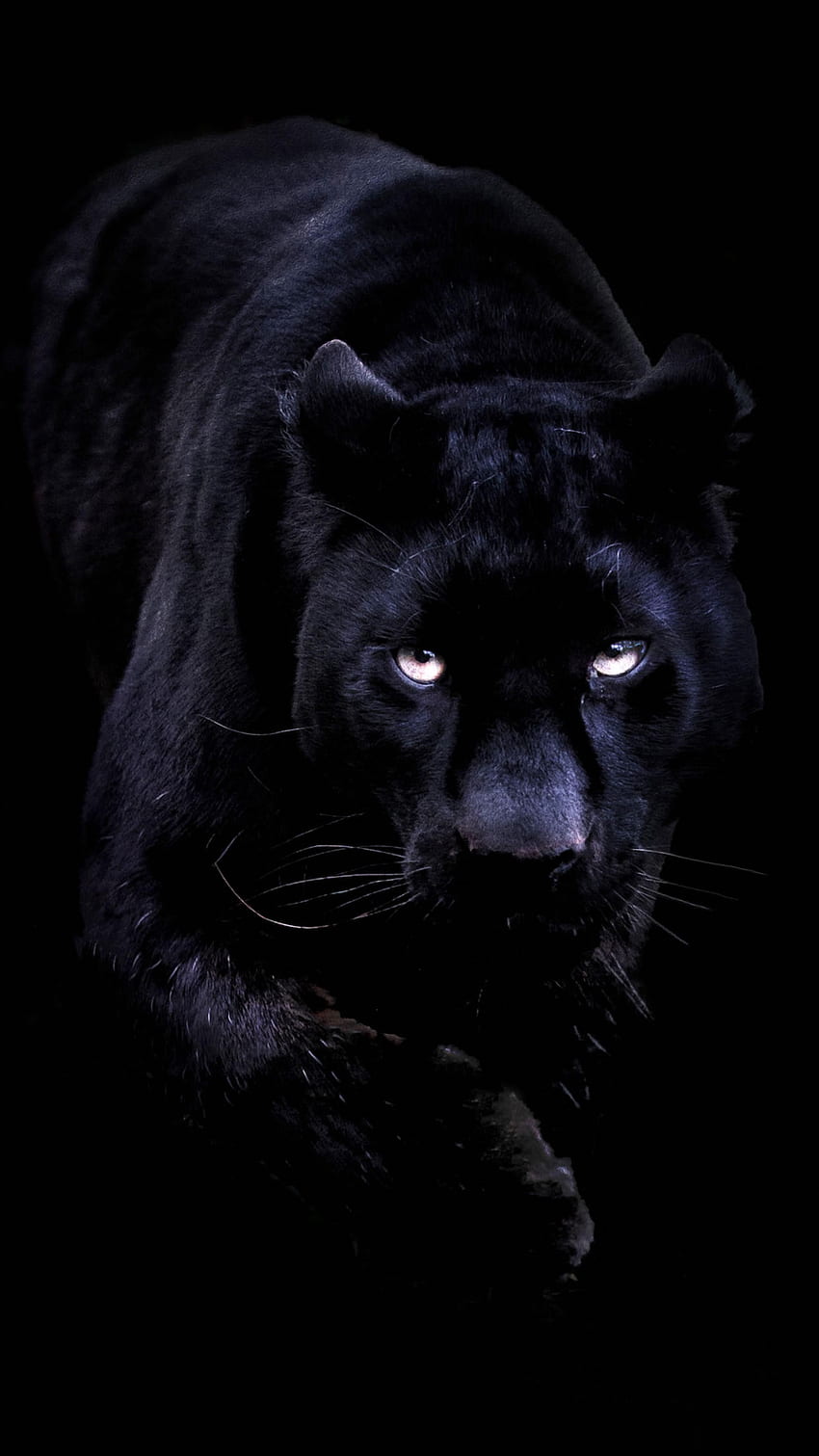 Zwierzęca czarna pantera, fajna czarna pantera Tapeta na telefon HD