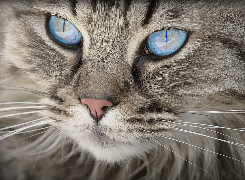 Hayvanlar, Kedi, Kabarık, Ağız, Mavi Gözlü HD duvar kağıdı