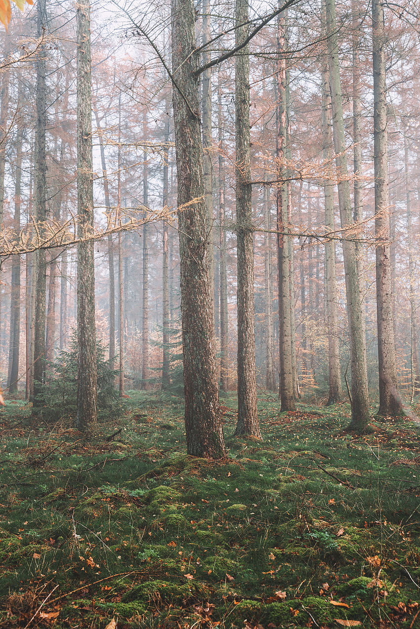 natureza, árvores, pinho, coníferas, floresta, nevoeiro Papel de parede de celular HD