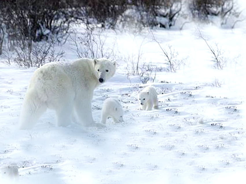 Orso polare e zampe, animale, artico, fauna selvatica, orso, tundra, polare, selvaggio Sfondo HD
