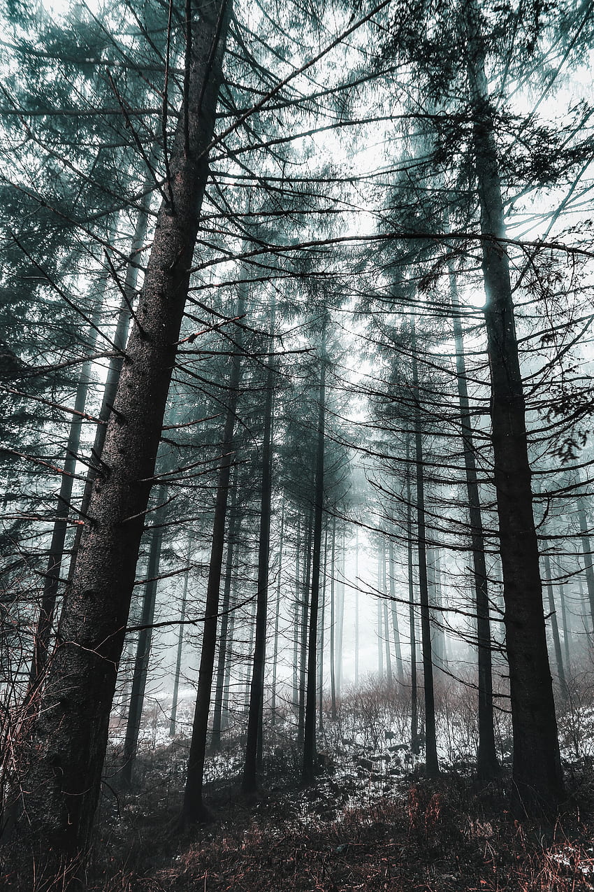 Winter, Nature, Trees, Snow, Forest, Fog HD phone wallpaper | Pxfuel