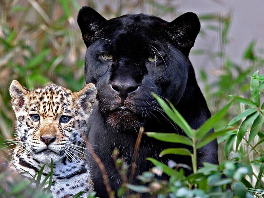 Two_Leopards, liście, czarny, lampart, zwierzęta Tapeta HD