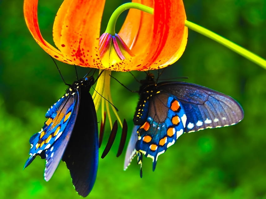Plants, Butterflies, Flowers, Insects HD wallpaper