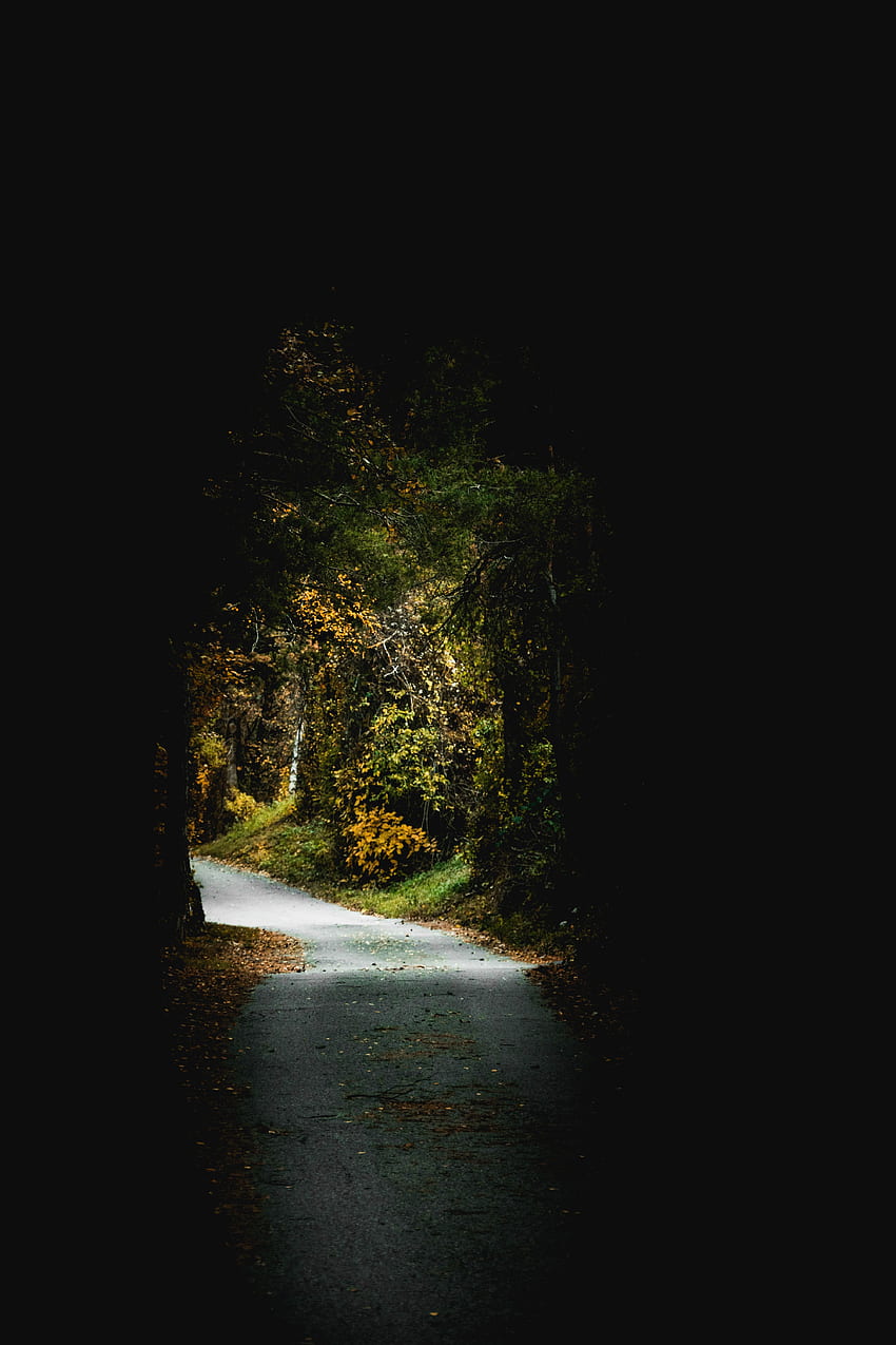 Trees, Dark, Foliage, Arch, Passage HD phone wallpaper