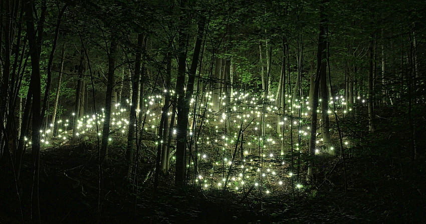 mágico fantasia fada conto cenário, noite dentro uma floresta