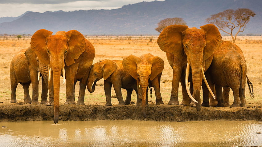 Elephant family, animal, famimy, wild, elephant HD wallpaper