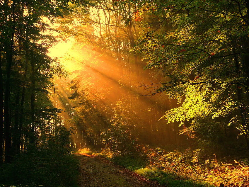 Есенно сияние, пътека, слънчеви лъчи, красива, сутрешна гледка, трева, листа, дървета, гора, магическа светлина HD тапет