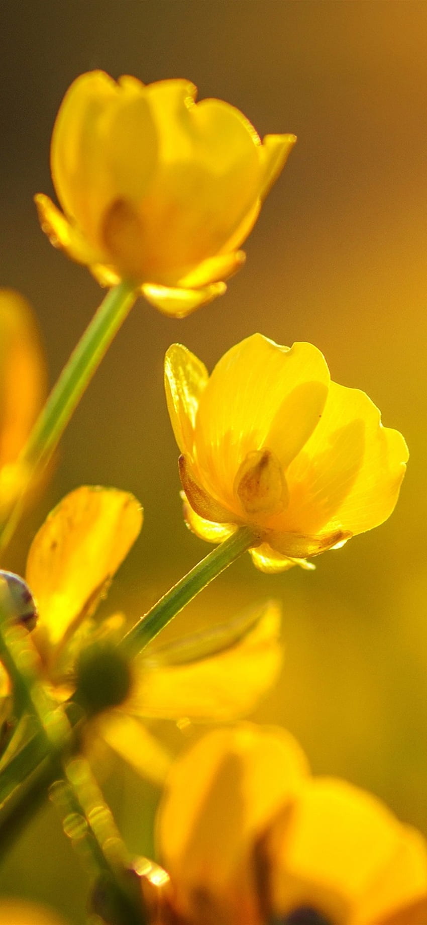 Flores de ranúnculos amarillos U , , Flor de ranúnculo fondo de pantalla del teléfono