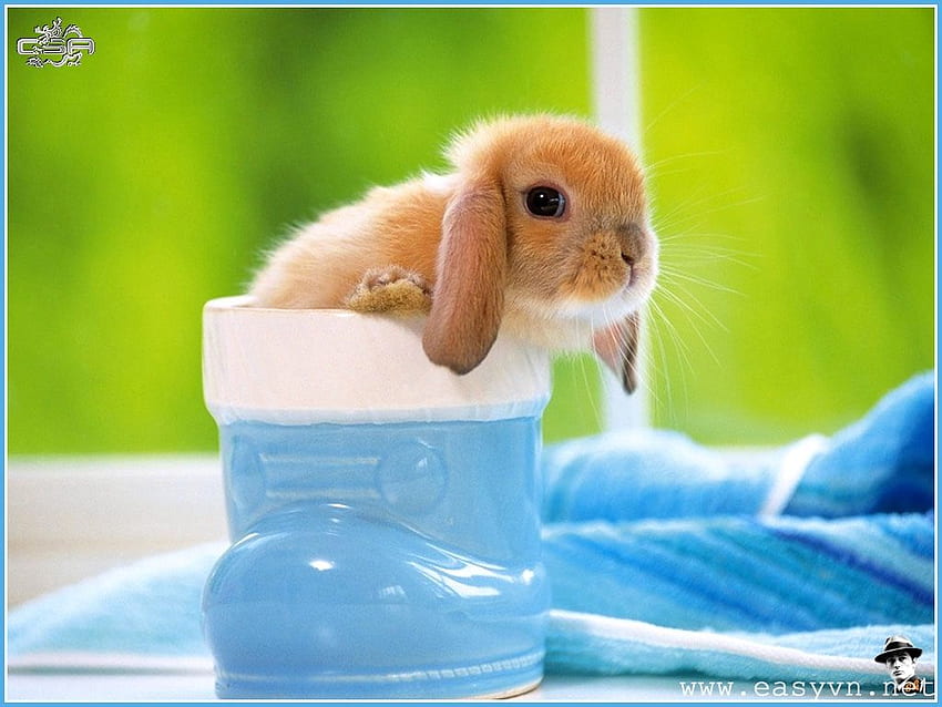 Rabbit Cute White - Cute Baby Bunnies In A Cup - & Background HD wallpaper