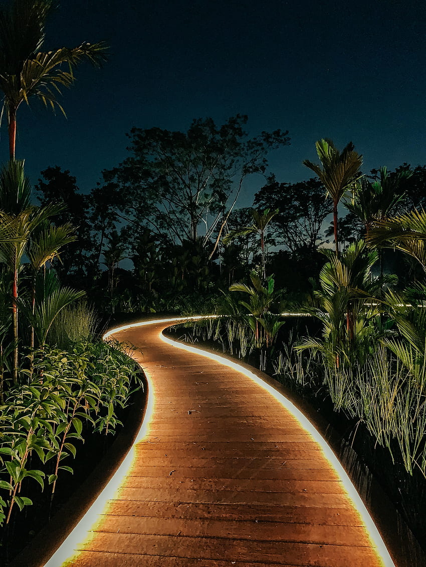 Nature, Trees, Night, Bush, Path, Backlight, Illumination, Garden HD phone wallpaper
