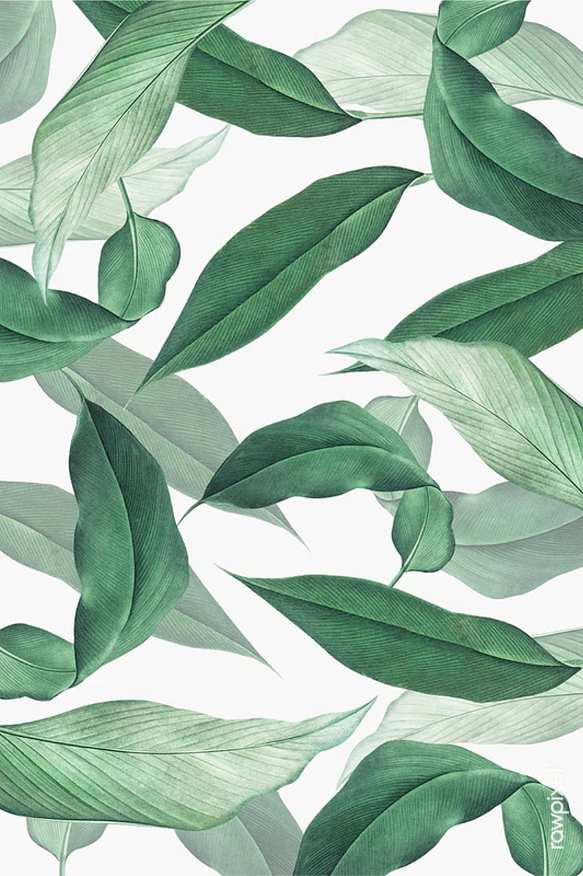 тропически листа модерна илюстрация за печат Wall Art компютърен фон за низходящ декор дек. Фон на листа, Как да нарисувате ръце, Тропически листа, Рисуване на тропически растения HD тапет за телефон